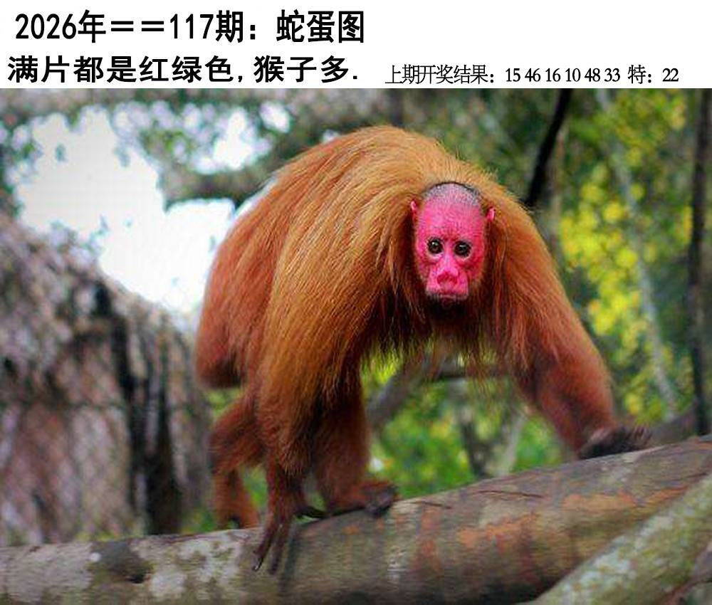 澳彩图库 2026 另版蛇蛋图